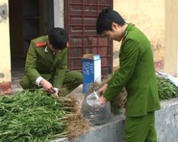 Công an huyện Quỳnh Phụ kịp thời phát hiện đối tượng trồng cây cần sa trái phép