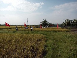 Đoàn thanh niên xã An Vinh tham gia thu hoạch lúa giúp dân
